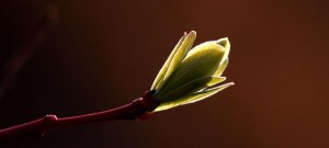 photophilde BUD IN THE Light