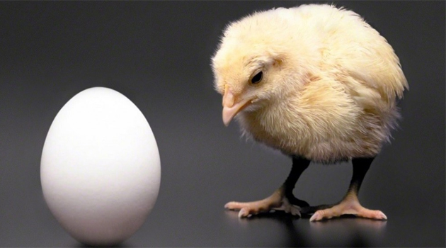 chicken-or-egg2