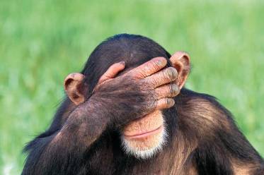 embarrassed-chimpanzee-with-head-in-hands