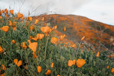 Walker-Canyon-in-Lake-Elsinore-California-Superbloom-9299